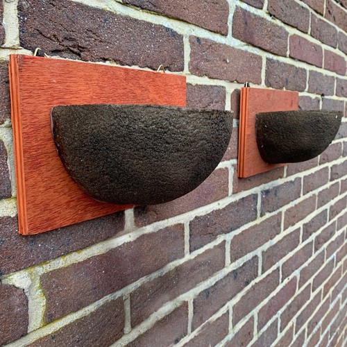 Swallow nest box - swallow,