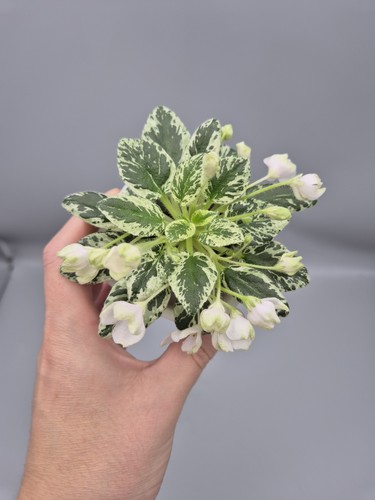 Rare find indoor blooming - rare, to
