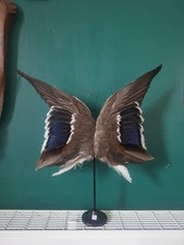 Duck Wings Taxidermy