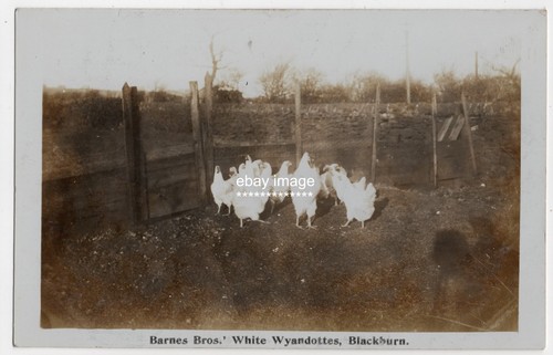 Photo postcard barnes bros - photo,