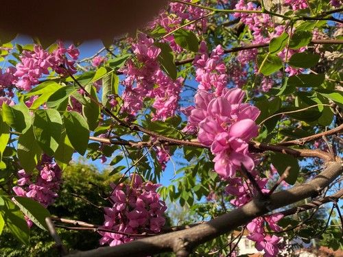 Nine purple lilac - nine, (9x)