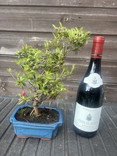 Bonsai Tree's Satsuki Azalea