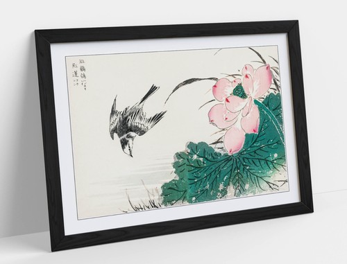 Numata kashu pied wagtail and - pied,