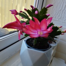THANKSGIVING CACTUS DOUBLE