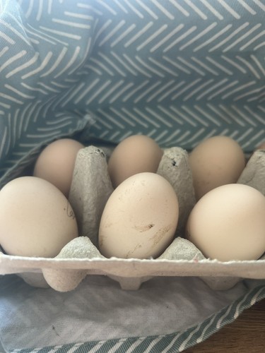 Brahma chicken eggs 6 - eggs,