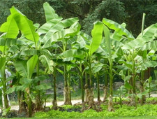 Musa basjoo Sakhalin extra