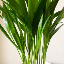Areca Palm in 9cm Pot - Dypsis