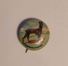 Vintage Doberman Pinscher