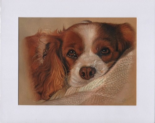Hand drawn pet portrait - hand,