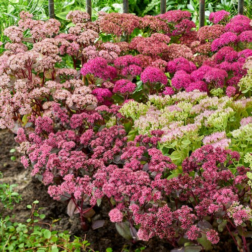 Sedum mix alpines - mix, succulent