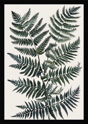 Fern fronds timeless - fronds, framed