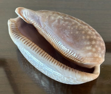 LARGE 114mm / 4.5 inches