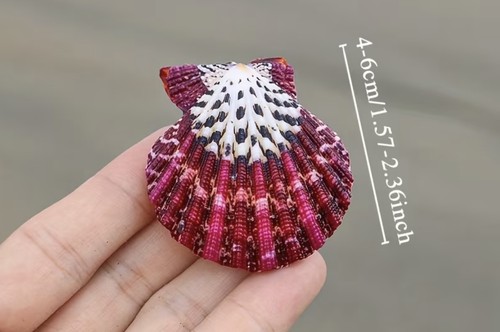 Scallop shells lavender - scallop,