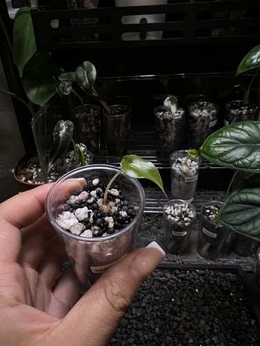 Alocasia cupria juvenile - juvenile, (b)