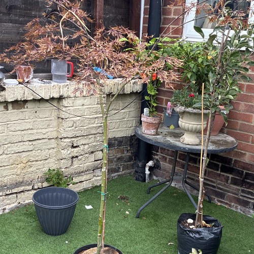 Acer bonsai - acer,
