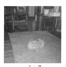 Vintage Photo Fluffy Cat Rug