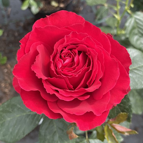 Harkness rose ruby 40th - harkness, 'ruby
