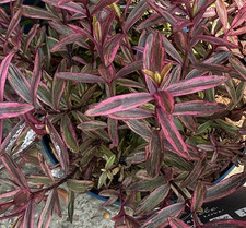 Hebe True love perennial shrub