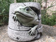 Cute Frog Hiding in A Pot