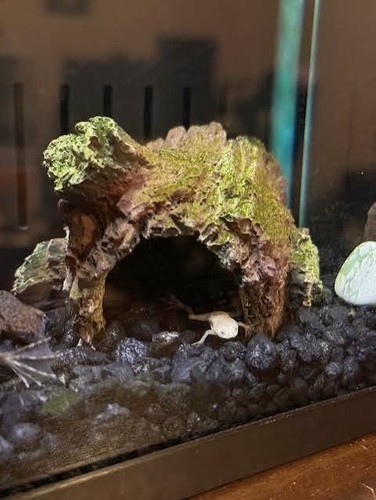 African dwarf frog - african,