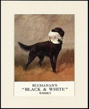 FLAT COATED RETRIEVER WHISKY