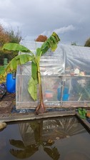 Banana Plant Musa Basjoo 6ft