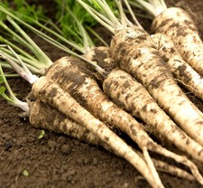 1000x Parsnip Seeds - Hollow