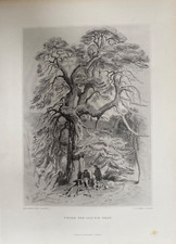 1879 Antique Print: Under the Old Fir Tree after Edwin Landseer