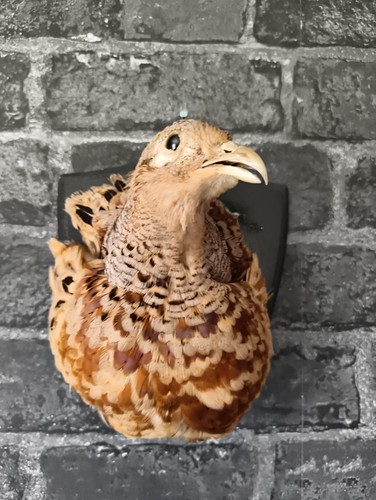 Taxidermy female pheasant bird - taxidermy,