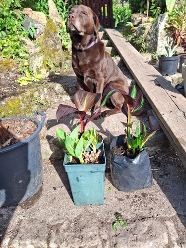 Canna tropical collection - tropical,