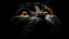 Canvas Art Mysterious Black Cat Amber Eyes Dark Style Wall Picture Poster Print