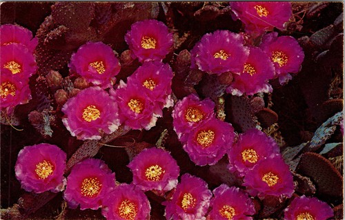 Postcard beaver tail cactus - postcard,