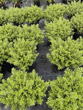 Hebe Rakaiensis In 2L Pots