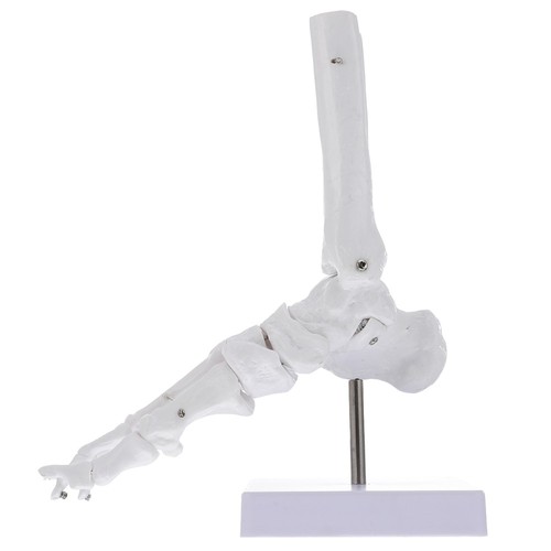 Foot bone model human torso - foot,