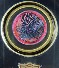 Antique microscope slide by A.C.Cole. Platinocyanide of Yttrium. Very fine.