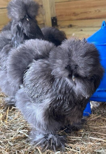 Silkie chicken hatching eggs - chicken,