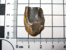 Cretaceous Triceratops Hell Creek dinosaur Large Tooth fossil #7