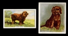 Sussex spaniel gun dog vintage - spaniel,