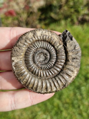 Natural ammonite fossil - ammonite,