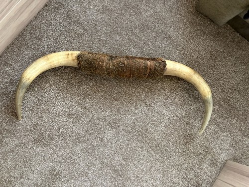 Vintage mounted cattle steer - vintage,