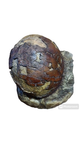 Titanosaur egg - titanosaur,