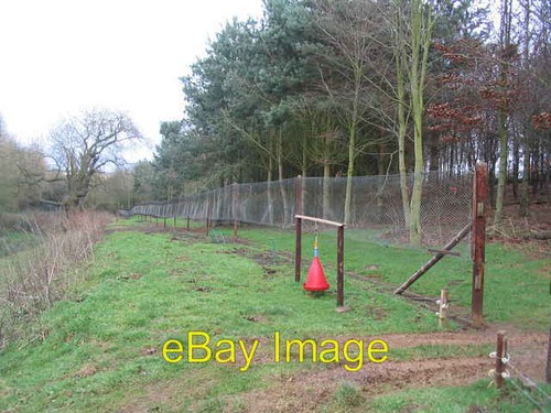 Photo 6x4 new pheasant - 6x4, pheasant-rearing