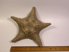 Authentic Dried Starfish