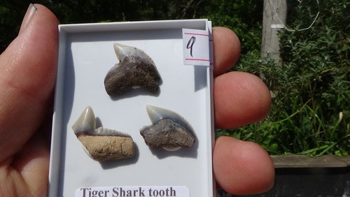Set of tiger - of,