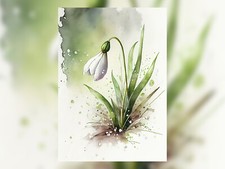 Delicate Peaceful Snowdrop