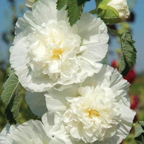 Chater white double - chater's,