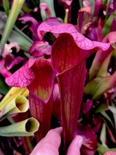 Sarracenia CXA 01 (carnivorous pitcher plant) Charmaine x Asbo