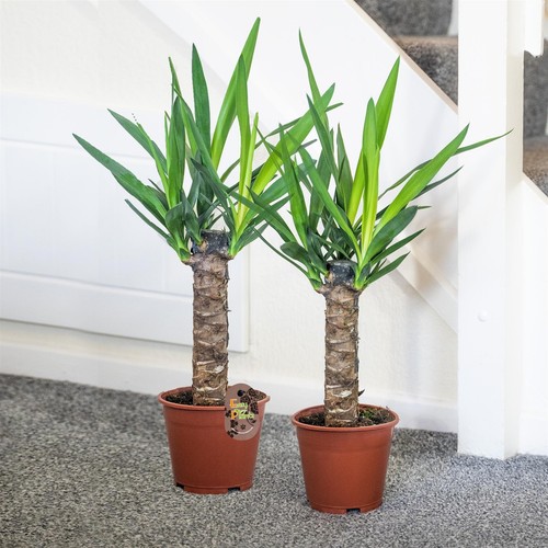 Large yucca evergreen - evergreen, floor