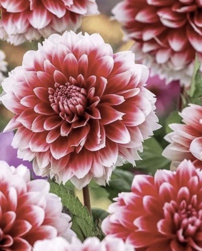 Dahlia red empire - empire, plant