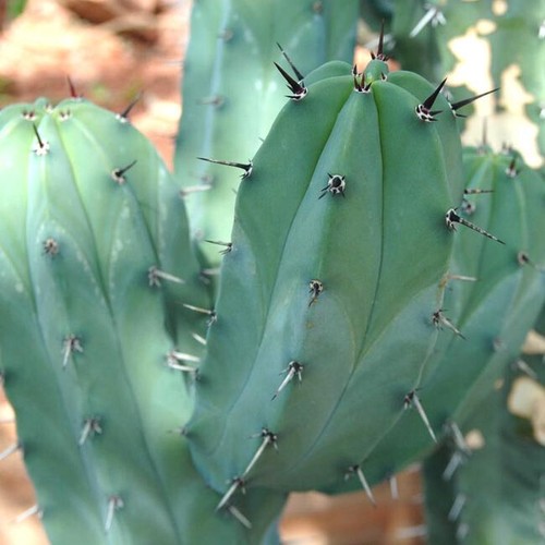 Myrtillocactus geometrizans - geometrizans,